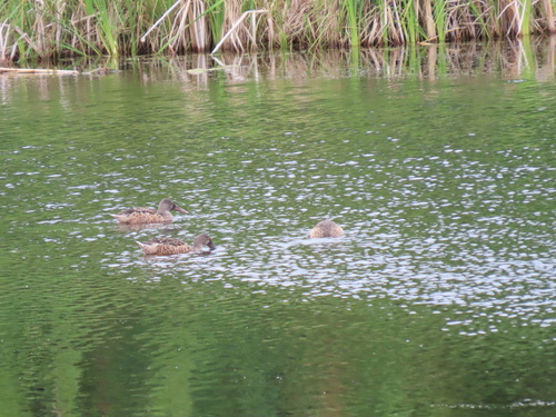 Northern Shoveler
