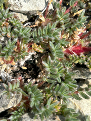 Oxytropis podocarpa, photograph (c) scottj800, some rights reserved (CC BY)
