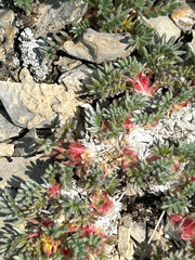 Oxytropis podocarpa, photograph (c) scottj800, some rights reserved (CC BY)