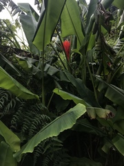 Musa coccinea