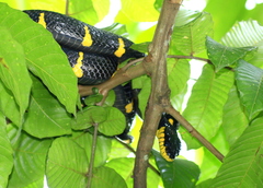 Boiga melanota