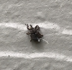 Conotrachelus posticatus