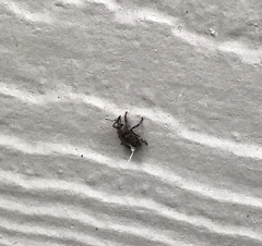 Conotrachelus posticatus