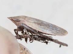 Prairiana
