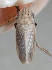 Prairiana