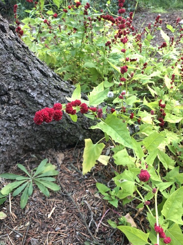Beetberry