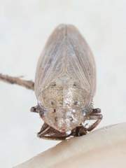 Prairiana