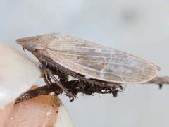 Prairiana