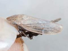 Prairiana