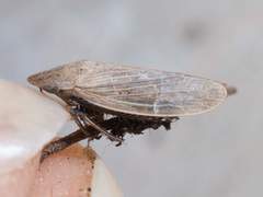Prairiana