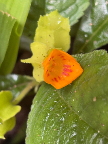 Chrysothemis friedrichsthaliana, photograph 6