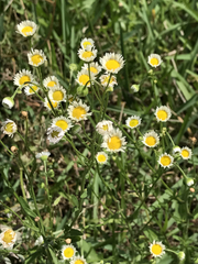Erigeron strigosus strigosus