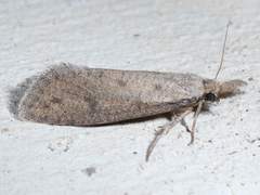 Acrolophus mortipennella