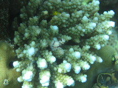 Acropora hemprichii