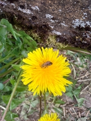 Andrena flavipes