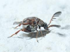 Megacerus cubiculus