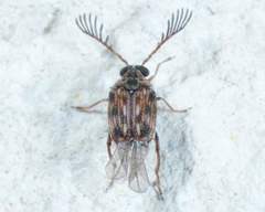 Megacerus cubiculus