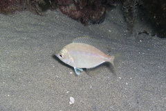 Parequula melbournensis