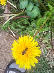 Andrena flavipes
