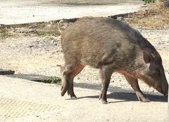Sus scrofa moupinensis
