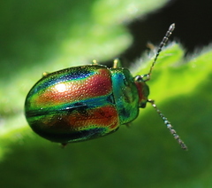 Chrysolina fastuosa