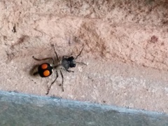 Hoplomutilla spinosa