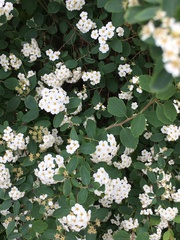 Spiraea × vanhouttei