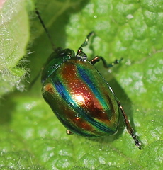 Chrysolina fastuosa