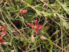Krameria lanceolata, photograph (c) Joseph Aubert, some rights reserved (CC BY)