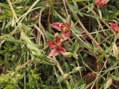 Krameria lanceolata, photograph (c) Joseph Aubert, some rights reserved (CC BY)
