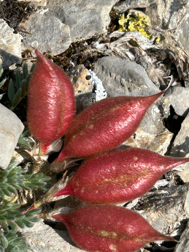 Oxytropis podocarpa, photograph 2