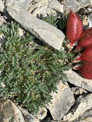 Oxytropis podocarpa, photograph (c) scottj800, some rights reserved (CC BY)