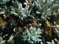 Corythoichthys flavofasciatus