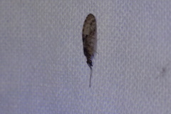 Sympherobius barberi