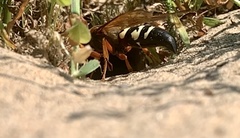 Sphecius speciosus