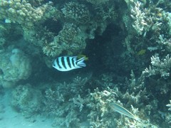 Abudefduf sexfasciatus