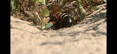 Sphecius speciosus