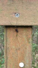 Platybunus