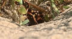 Sphecius speciosus