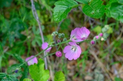Sidalcea asprella