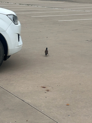 Common Myna