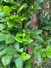 Coccoloba diversifolia, photograph (c) ian bullock, some rights reserved (CC BY)
