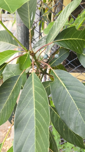 Persea caerulea