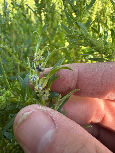 Blitum nuttallianum, photograph 3