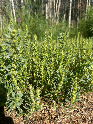 Blitum nuttallianum, photograph 4