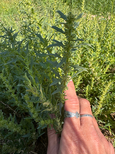 Blitum nuttallianum, photograph 5