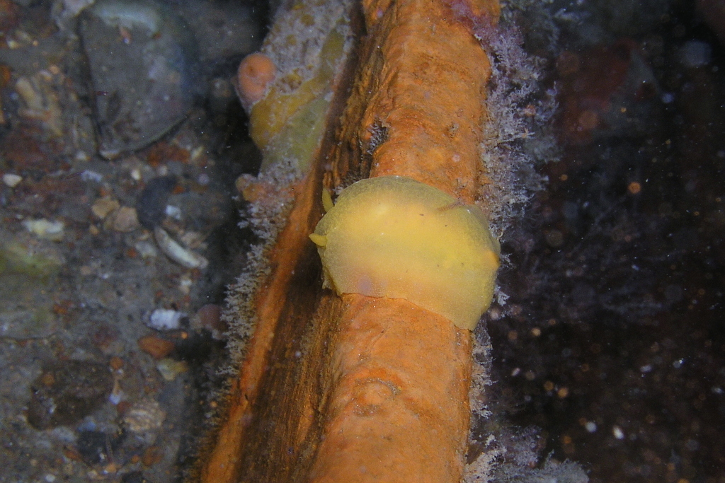 Doriopsilla aurea