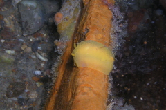 Doriopsilla aurea image