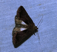 Mosara apicalis