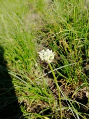Allium tulipifolium
